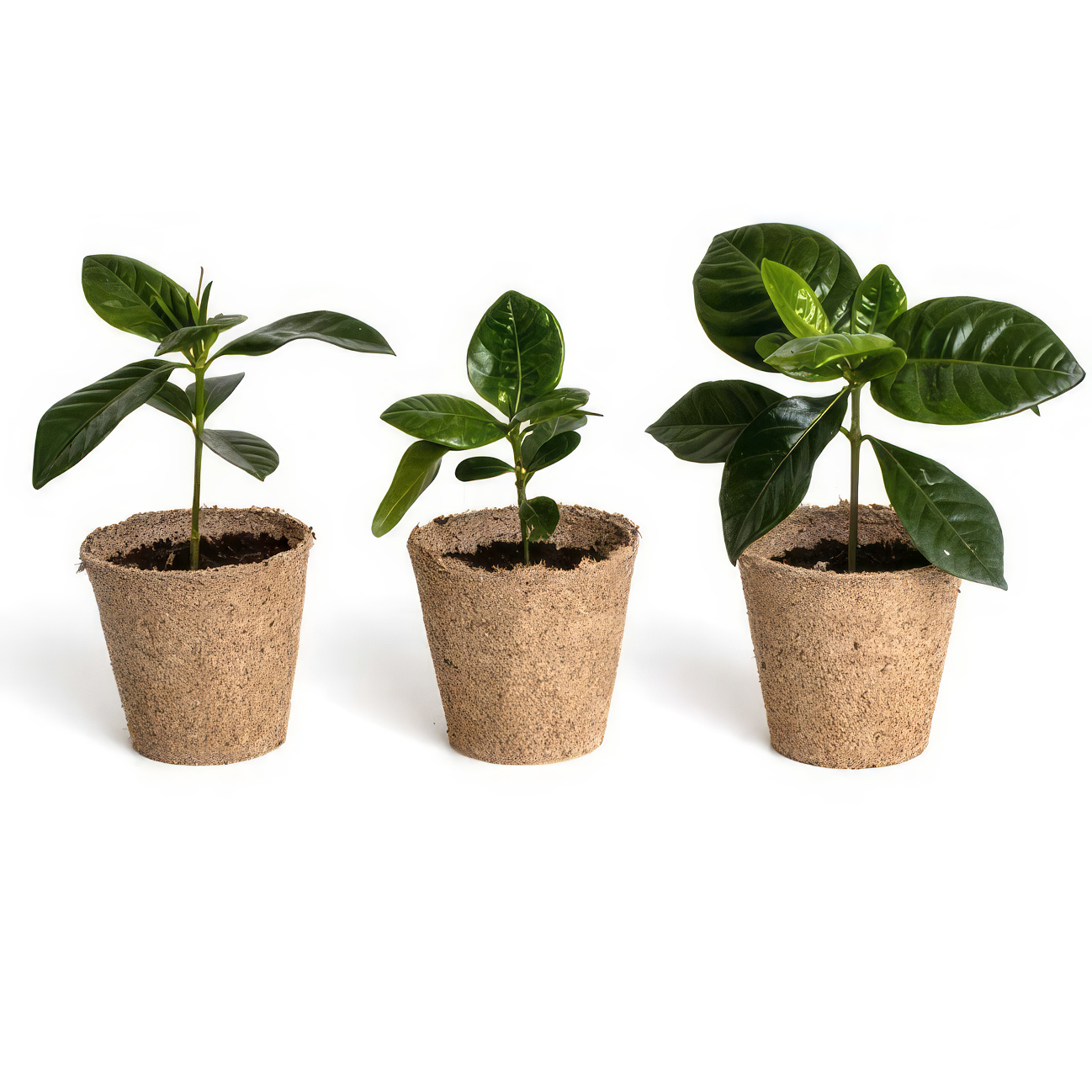 Trio de café à faire pousser (kit) - Image 2