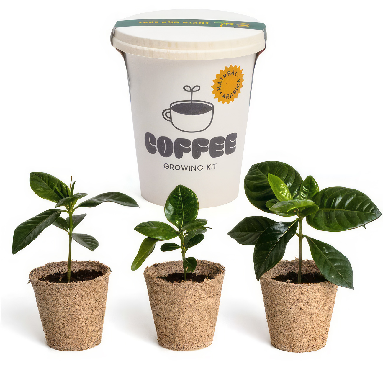 Trio de café à faire pousser (kit) - Image 4