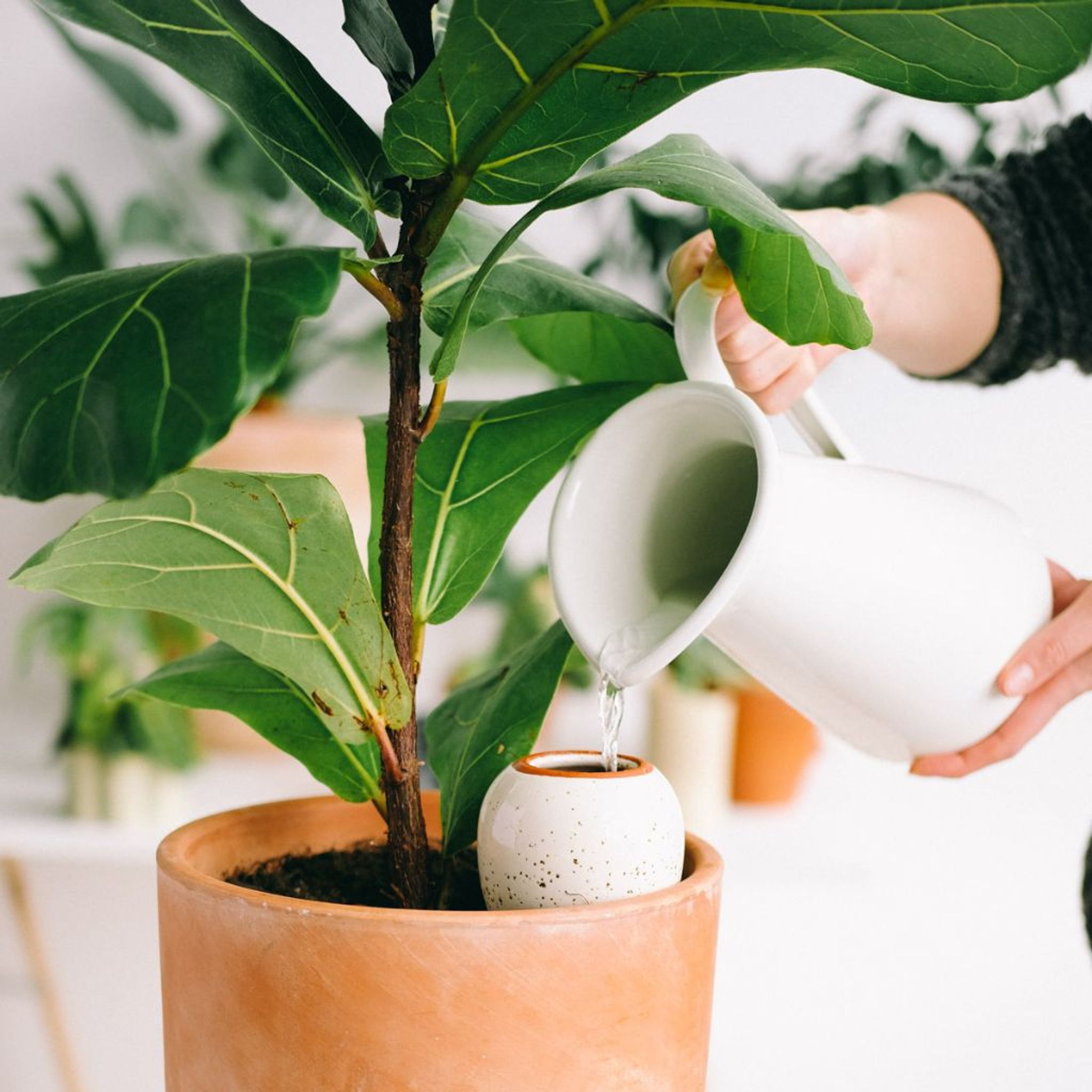 Olla en terre cuite - Arrosage diffus - Image 5