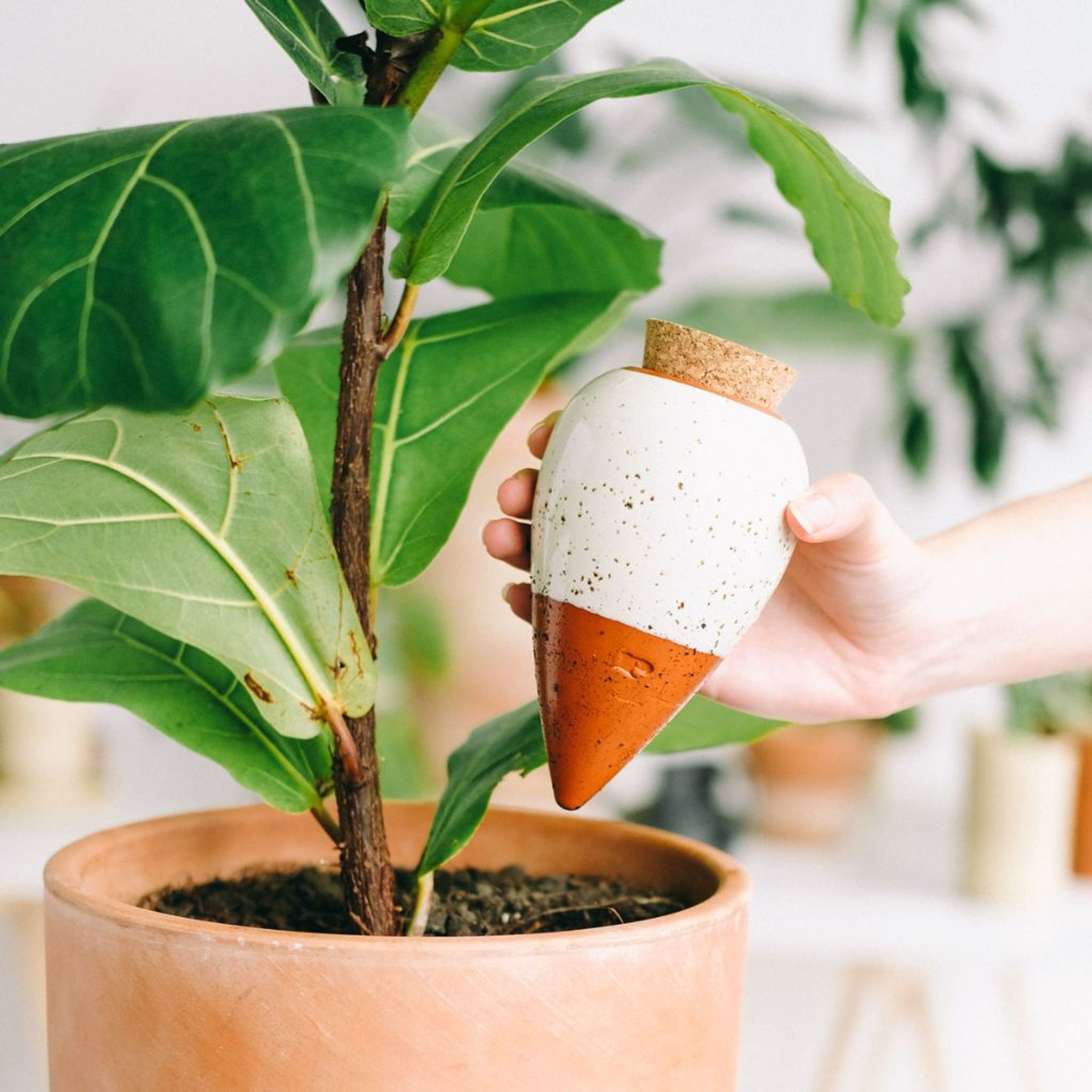 Olla en terre cuite - Arrosage diffus - Image 2