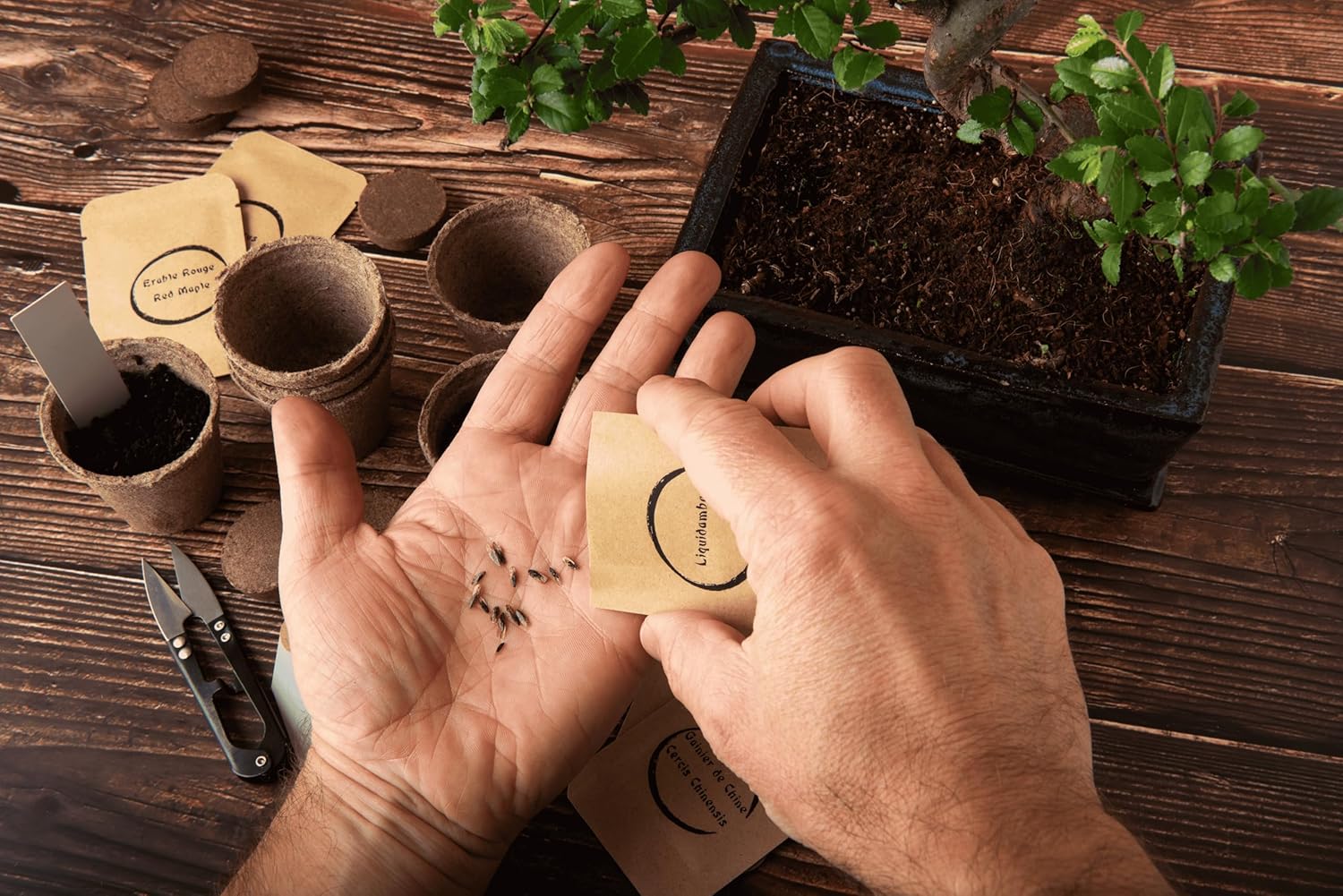 Kit de 6 Bonsaï à faire pousser - Image 3