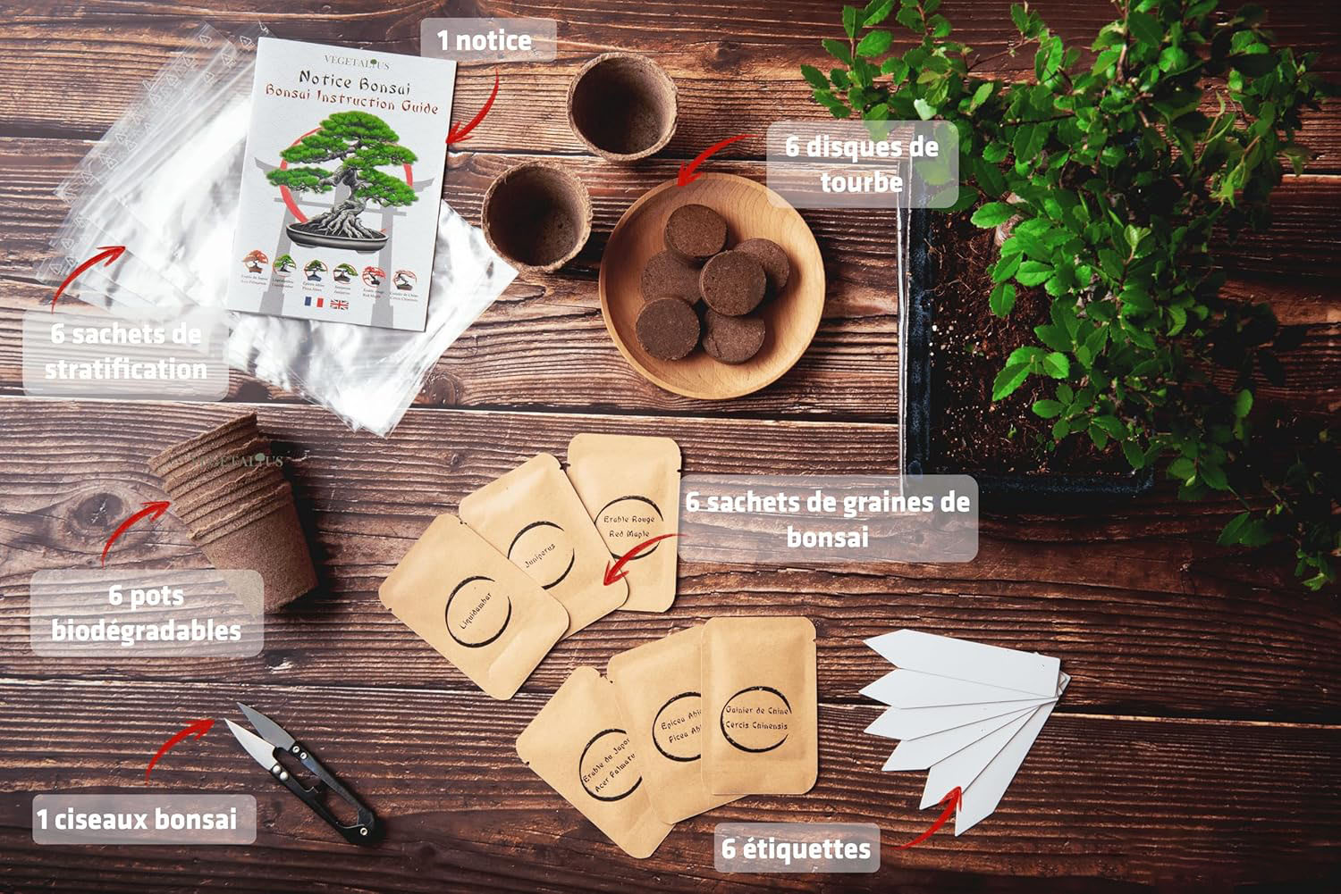 Kit de 6 Bonsaï à faire pousser - Image 4